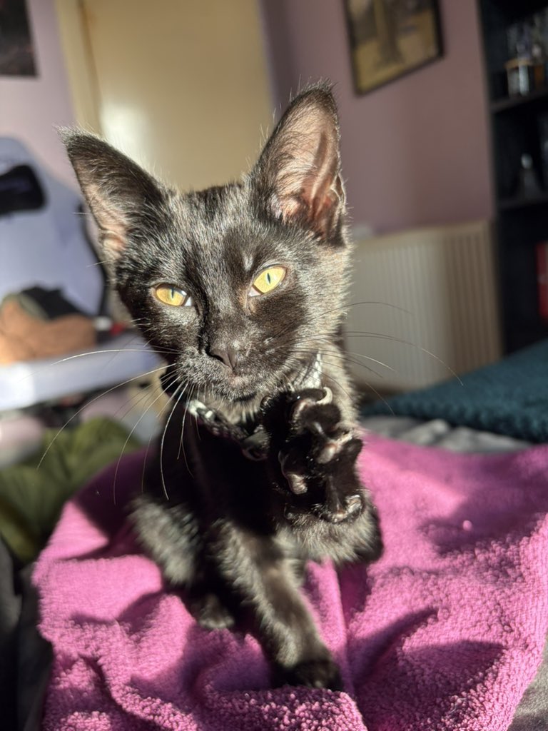 its__holly's tweet photo. @dearrdevon My lil baby bat 🦇 https://t.co/8vNb2EEFEm