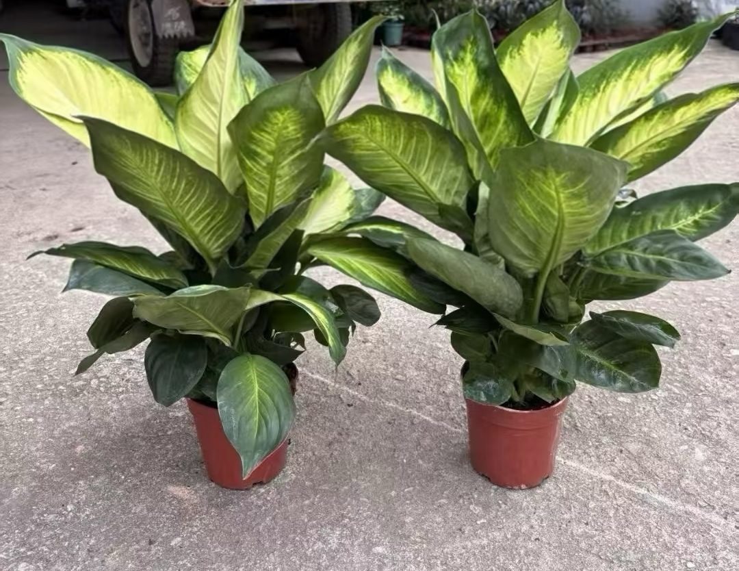 claraSilva5hvl's tweet photo. Tu planta verde necesita 5 minutos de atención hoy: revisa su tierra, rocía sus hojas y aleja el frío. Cuidarlas es fácil! https://t.co/lGCBZ5pKBO