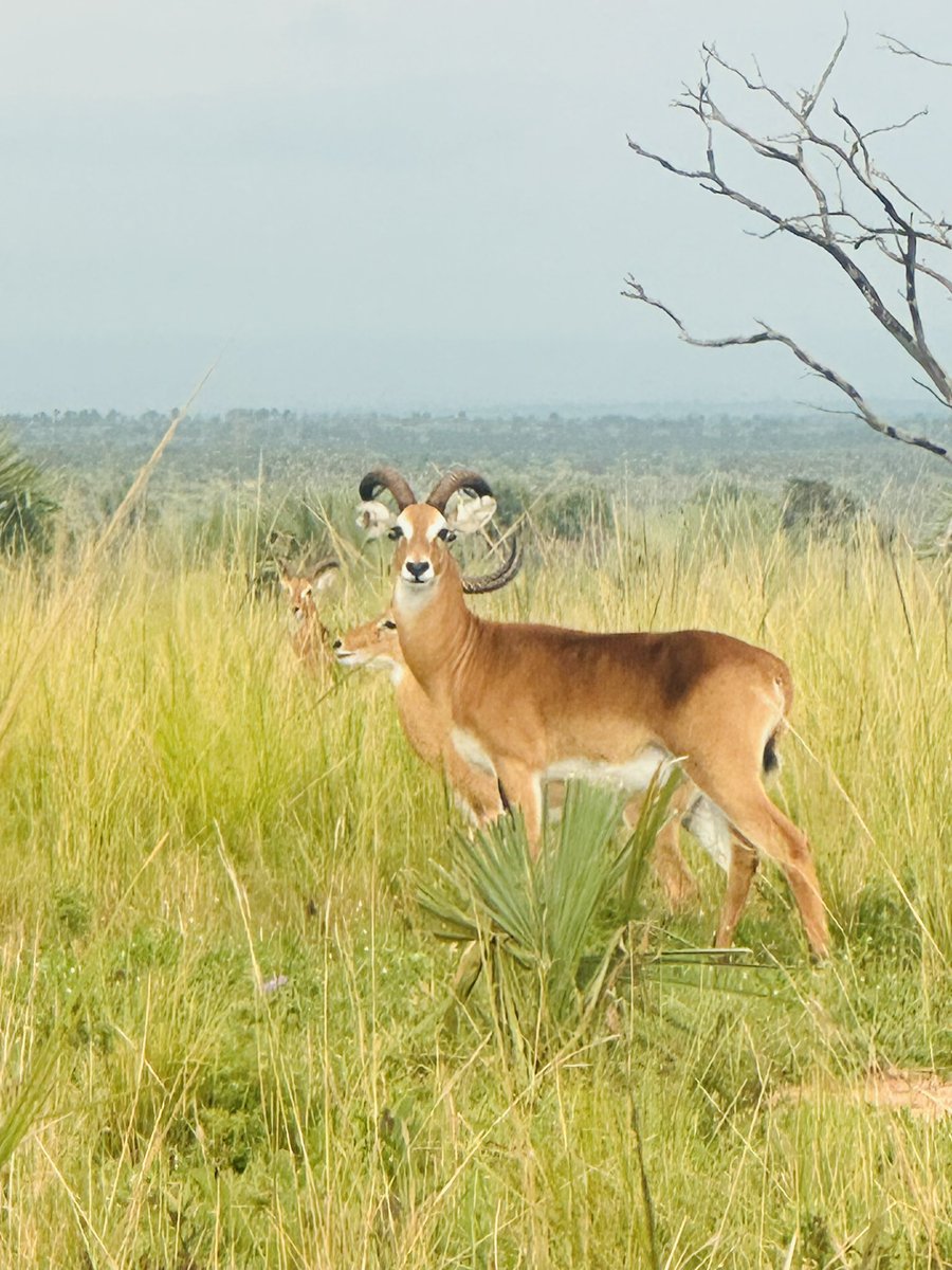 MarinaAmpurire's tweet photo. With all these free open parks days and you haven’t visited any national park?

What is stopping you from visiting one?
#expoloreuganda
@UWA https://t.co/Ukg4YJpbA0