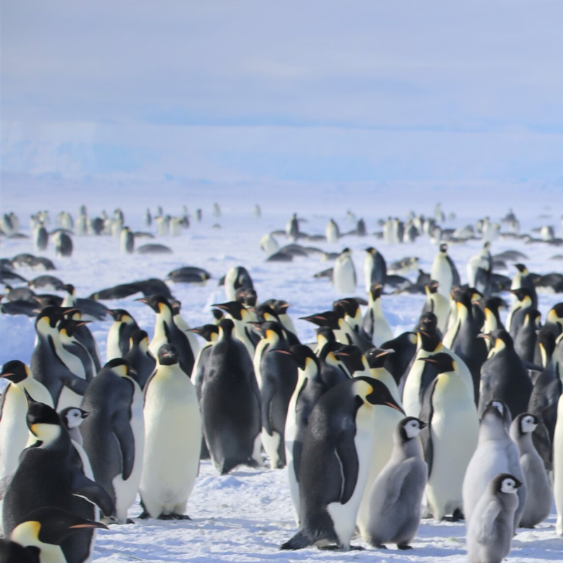One Iceberg Changed an Entire Penguin Colony

In 2025, an emperor penguin colony saw a 69% decline in chicks. Scientists believe a giant iceberg may have disrup