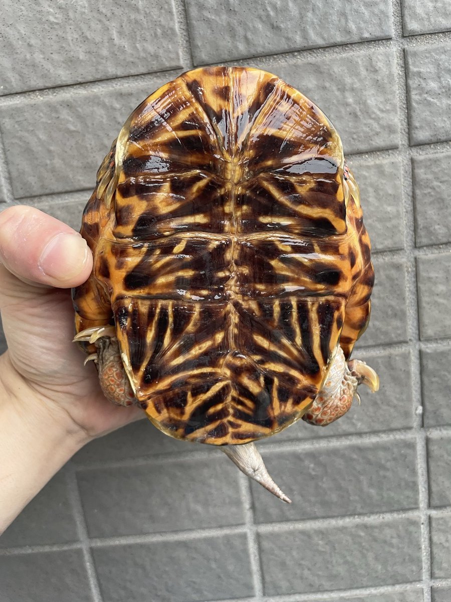 Gremlins2026's tweet photo. 放出します

キタニシキハコガメ　アダルト♂
7歳　甲長約12.5    体重493g
凄く元気で綺麗な個体です😊
メスにもすぐ乗ります😊
高額です🥹

あとは、26CBミツユビハコガメ　
餌付け出来た子から販売していきます😊
お気軽にお問い合わせください😃
#キタニシキハコガメ
#ミツユビハコガメ
#販売 https://t.co/n5FLqiP4MX