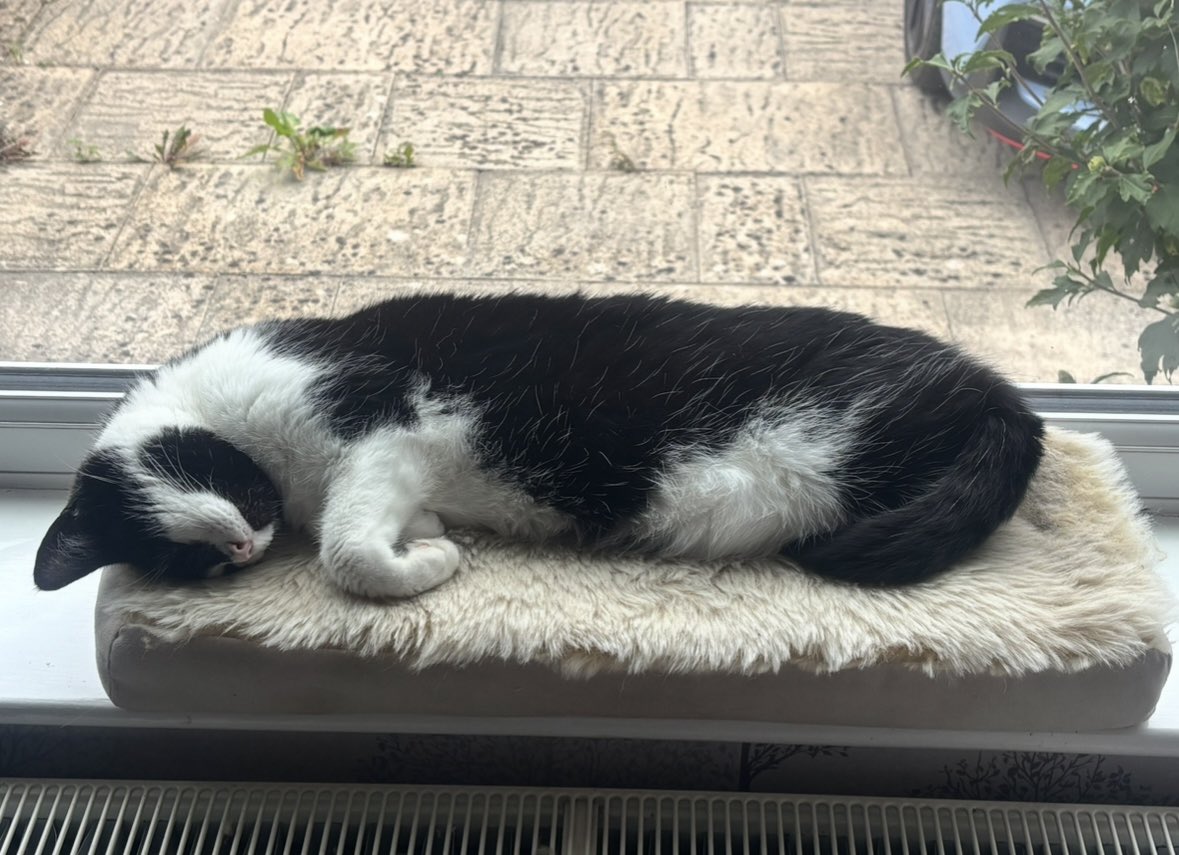 petnhome's tweet photo. Another day, another sleep! 🐾
https://t.co/HivMsXtc9S
#happycat #lazycat #sleepycat #cats #catbed #favouritespot #comfy #MHHSBD https://t.co/DlErEc9Puo