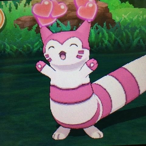 hqaurr's tweet photo. skitty and pachirisu lovechild the ferret thing https://t.co/Svsjrdmbyu