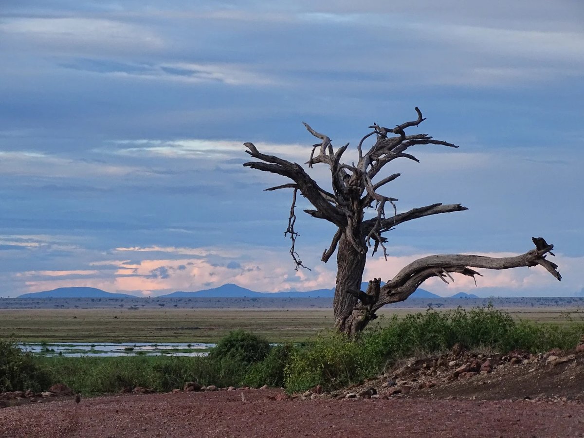Deirdreeg74's tweet photo. #amboseli #kenia#safari #gamedrive #sunset https://t.co/1EWvj7URMP