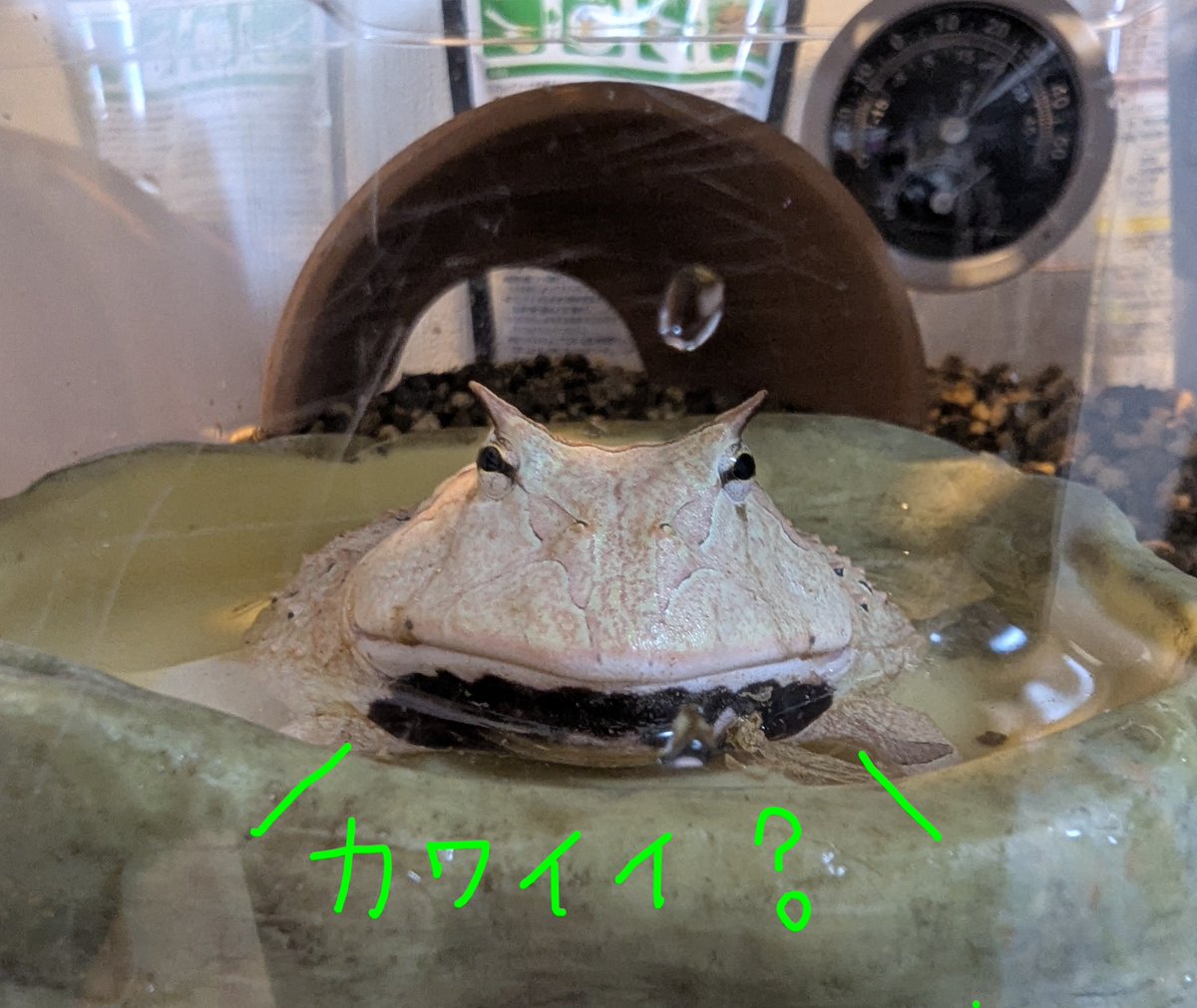 chivimiki's tweet photo. あれ…
アマゾンツノガエルって、こんな顔だったっけ？
カッパみたい🤣カッパみたことないけど😱
#アマゾンツノガエル https://t.co/Pw14bz94b9