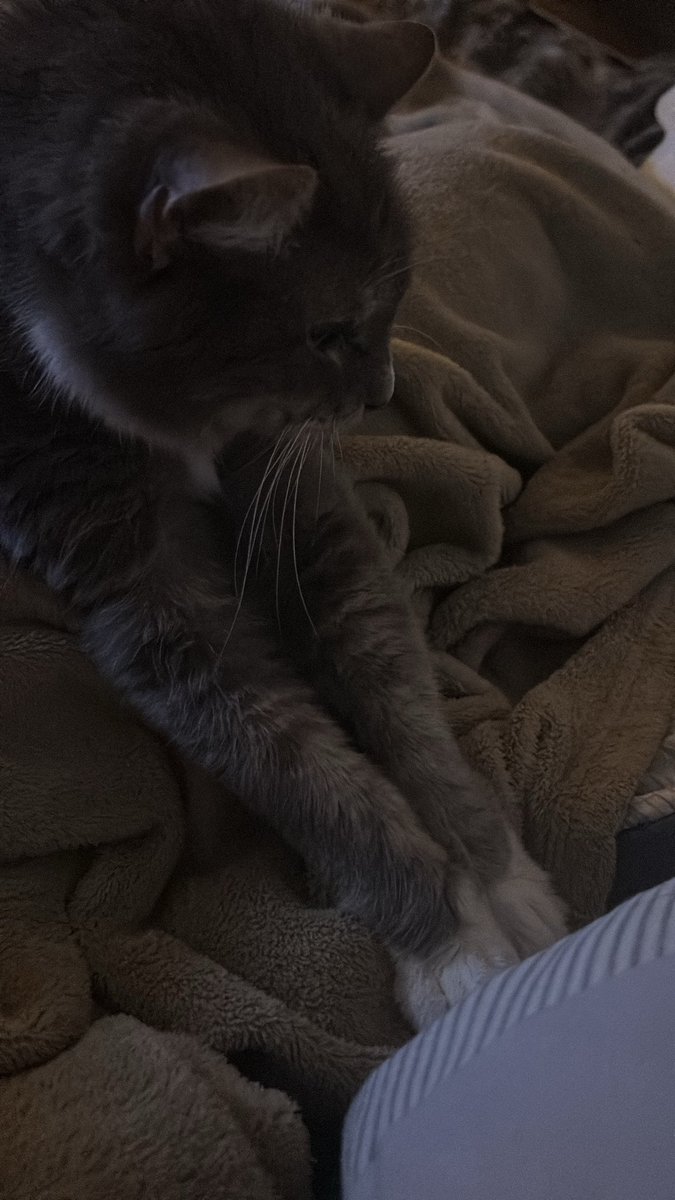 benhatestalking's tweet photo. cat https://t.co/mGP3DNlB6S