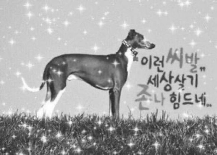 maengkaz's tweet photo. 굯님: 씨발개 https://t.co/x1MyYdDZEu