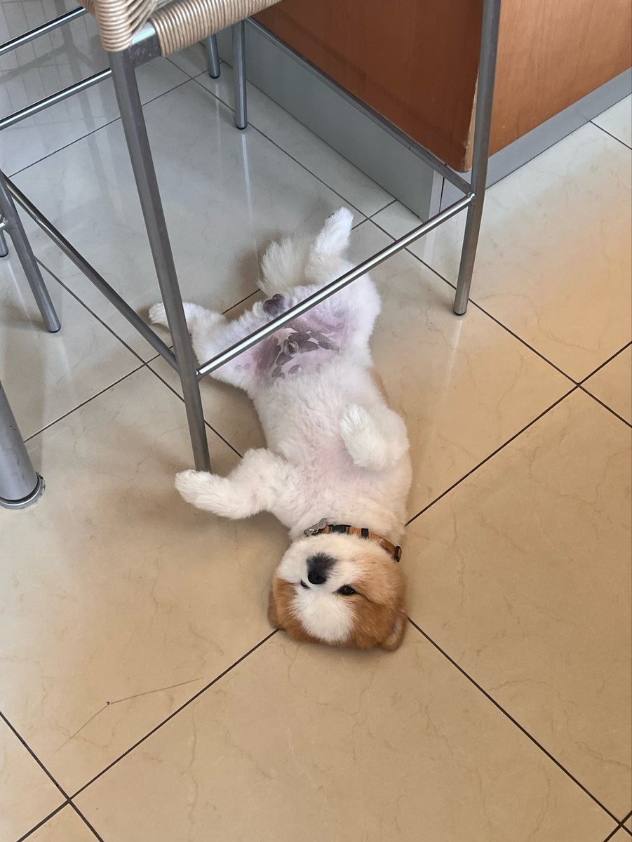 BenThePomPom's tweet photo. Need belly scratches asap😫🎀🥹 https://t.co/BCQn42njcG