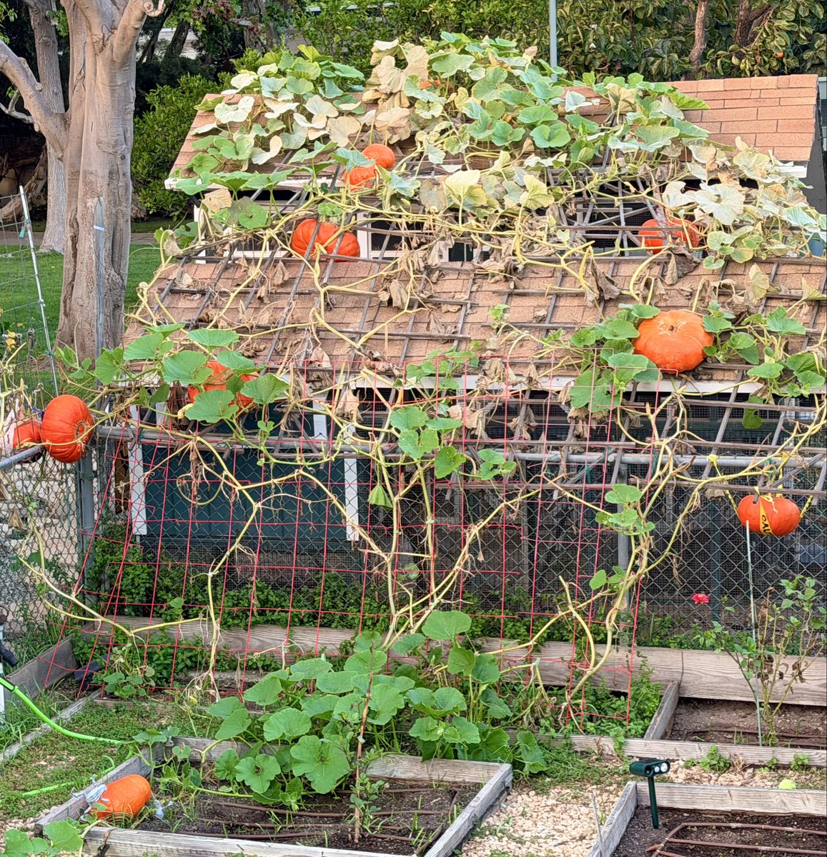 HeatherThomasAF's tweet photo. Chicken Coop Roof Pumpkins. Check your voter registration. If you find yourself wrongfully purged, reregister immediately. Some states are closing registration this week. https://t.co/mTgPIprRFY
