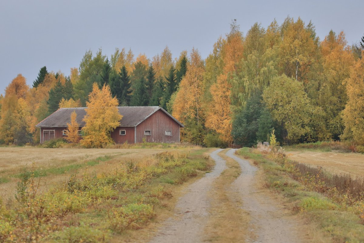 PHatunen's tweet photo. Ruskan väriä 2019 Vaalassa.
#autumn #septemper #Finland
#fall https://t.co/YXhaFkDoKv
