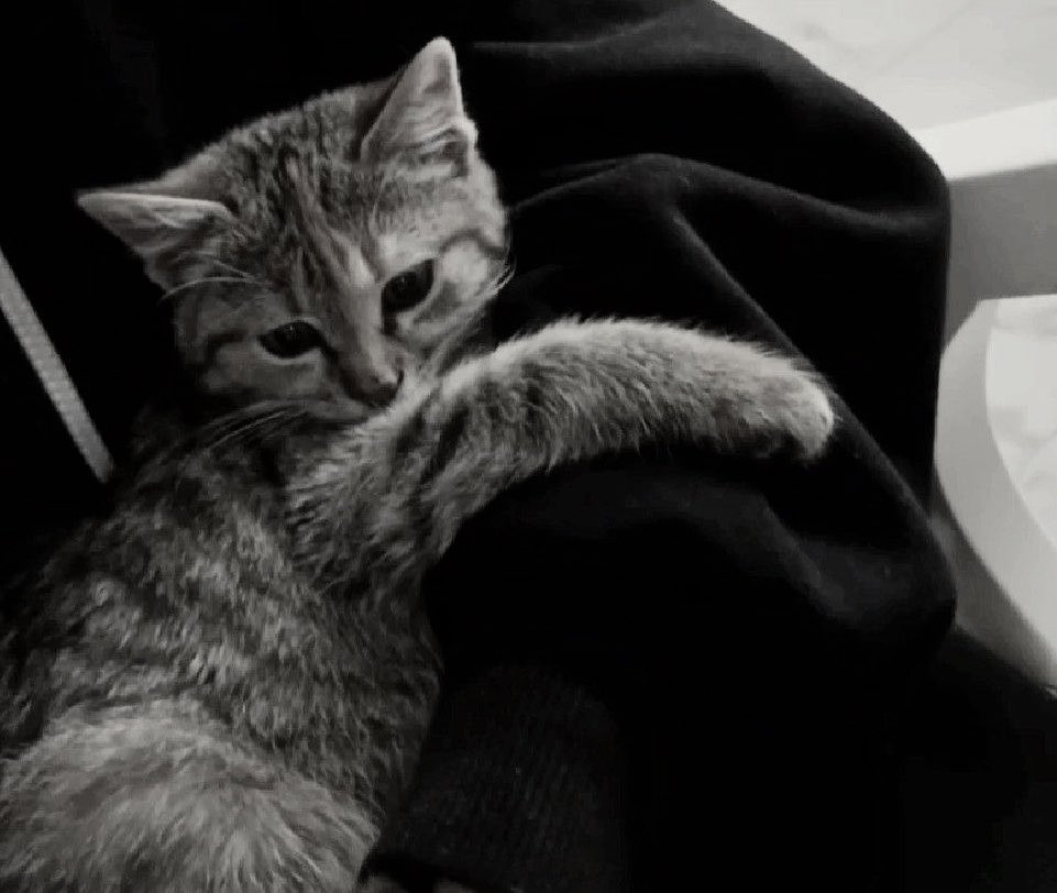 MaskedTalis's tweet photo. Over these two months in this place, I’ve come close to completely breaking down more times than I can count…and yet, somehow, this little one has helped me keep going.

He follows me everywhere. He was so tiny and fragile when I found him. I can’t wait to…show him to Viktor. https://t.co/ecFPq7kGoH