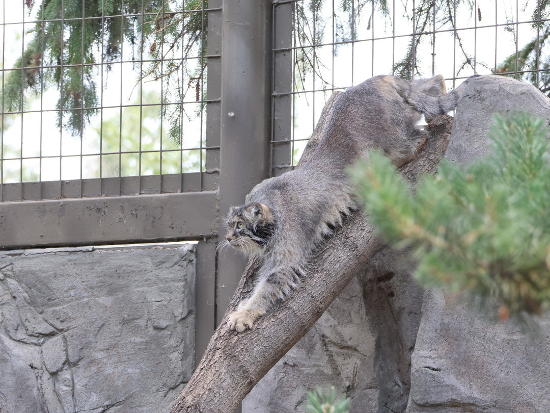 calgaryzoo's tweet photo. It's a #ManulMonday and we're stretching out and getting ready for the week ahead. 😻 

Pallas's cats are about the same size as your cat at home. 🐈 These cats are 50 to 60 centimetres long, with a 10- to 20-centimetre-long tail. 📏 

#YourZooYYC https://t.co/2SswSlLRph