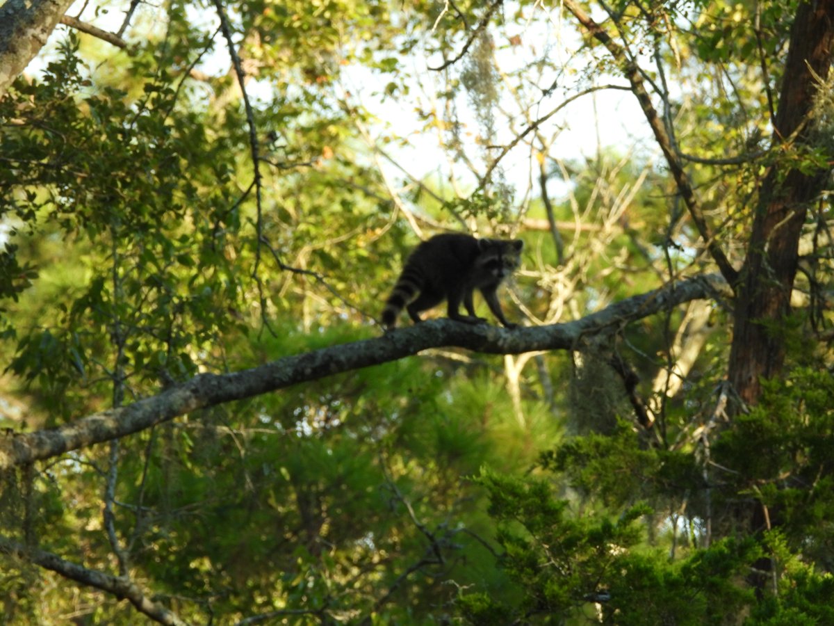 PinkysKayak's tweet photo. Living in a city of 7.9M people and having the beautiful Armand Bayou entirely to myself felt like unlocking God Mode. 🎮 Escape the boxes we live in. Get some sunlight, fresh air and real wildlife!🛶 Explore with Pinky’s Kayak Rentals.📷 Stacy Holcomb #GetOutside #Freedom https://t.co/EXOhnMdrLS