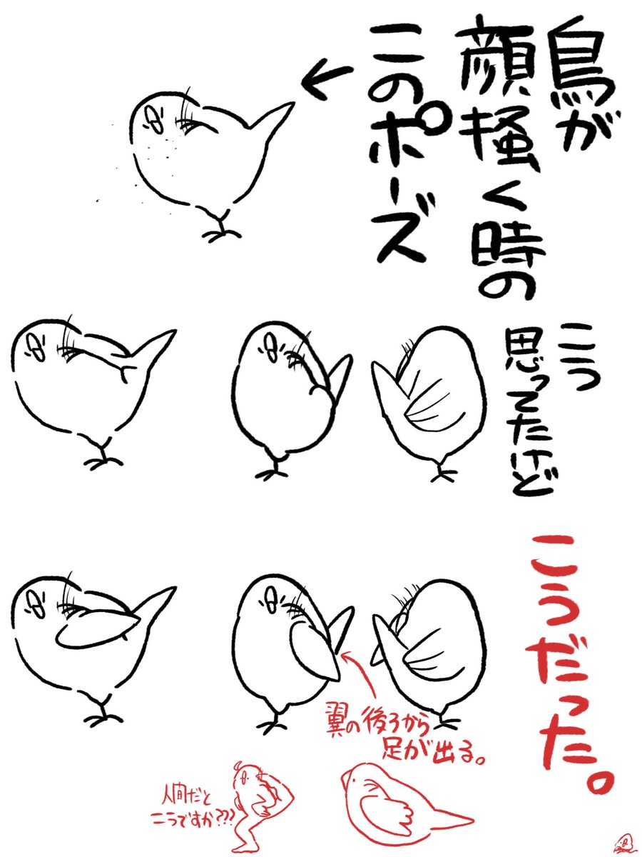 BuncheeAZ's tweet photo. 鳥が顔掻く時のアレ https://t.co/ZGJoLmKAst