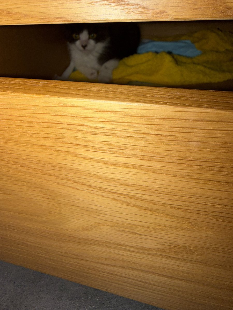 meimeizzzzzz's tweet photo. 今日のポンちゃむ🐱

最近ゲージの扉を開け始めました。

どうやら引き出しの中が好きみたい…

それでね戸を開けたままバイト行ったら脱走してた😭

どこにもいないんですけどどうやったら見つけられますか？

 #保護猫
 #保護猫日記
 #仔猫
 #ポンちゃむ
 #22日目 https://t.co/sWRZtogzhk