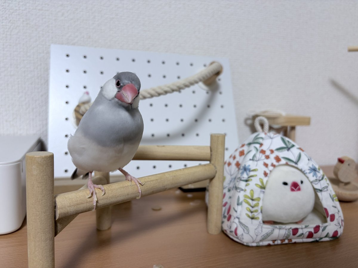 0_ppp000's tweet photo. 寝る前23.7g、どっちのキメ顔も良い…！！両方載せちゃお😣♡
今日は1日ムクとのんびりすごせた〜幸せをありがとっ https://t.co/lH6JJM2ckK