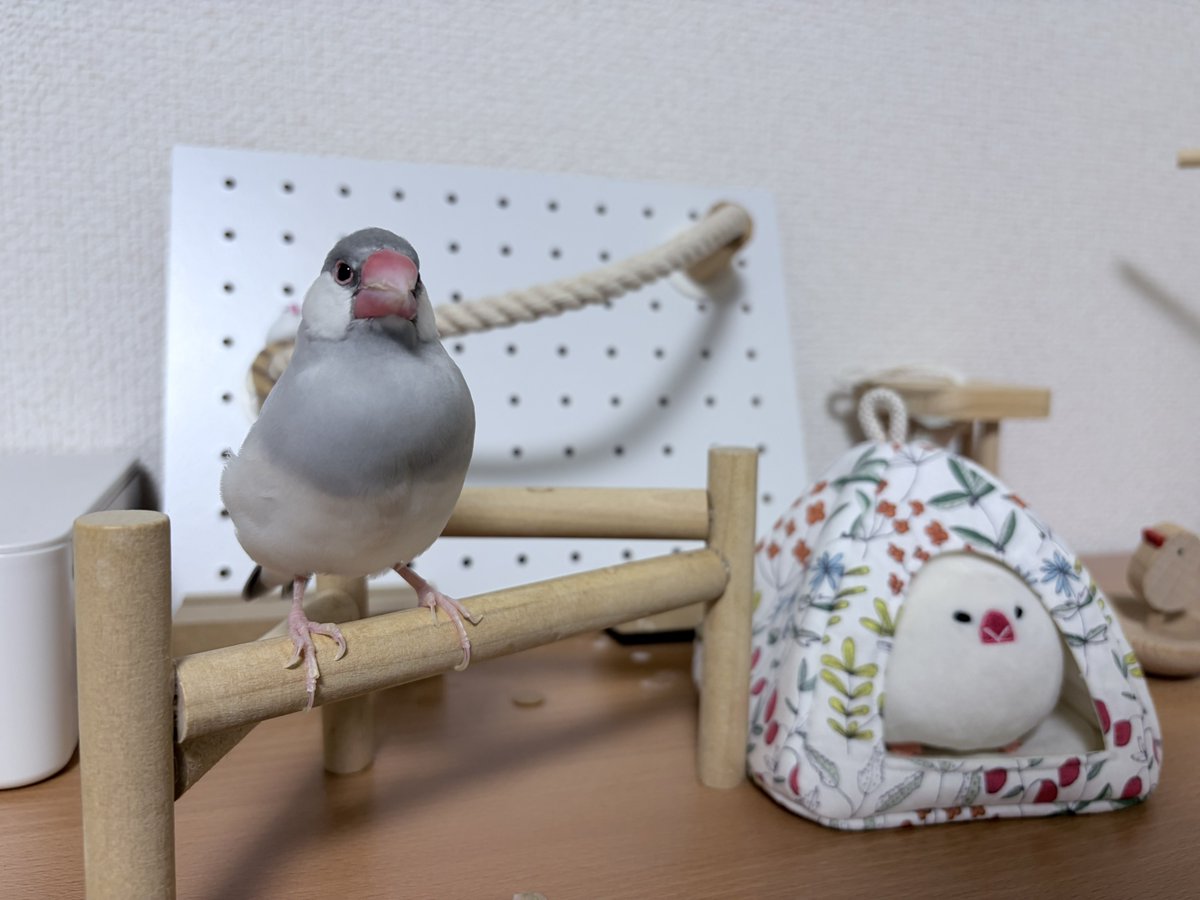0_ppp000's tweet photo. 寝る前23.7g、どっちのキメ顔も良い…！！両方載せちゃお😣♡
今日は1日ムクとのんびりすごせた〜幸せをありがとっ https://t.co/lH6JJM2ckK