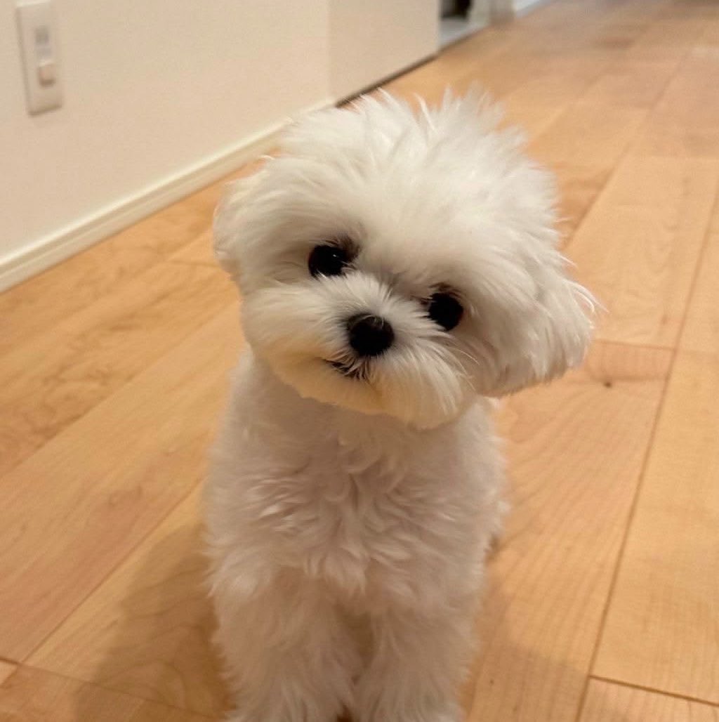 pcsiiz's tweet photo. เหมือนกันเลยนิ้  ( 🐶? ) https://t.co/HQVEeyu0R2