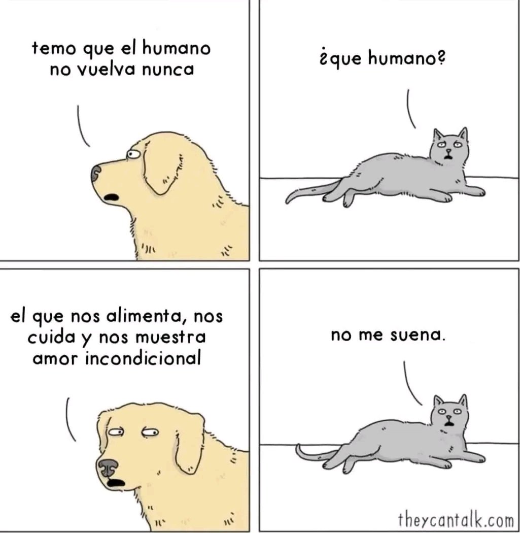 tiofelino2's tweet photo. ¿¿¿QUIÉN??? 🤔🐱🐾😅 https://t.co/ojt8uBD0kX