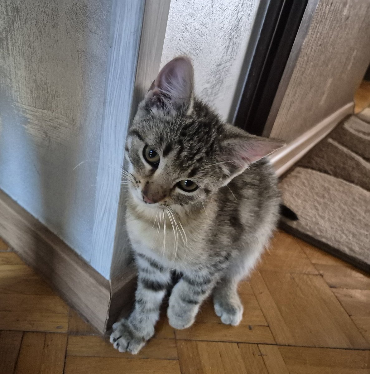 arlesgirlfail's tweet photo. grandma adopted a kitten and she wants her to be an outdoor cat I have half a mind to just take her when I move in a month. https://t.co/qFuHT9vof3