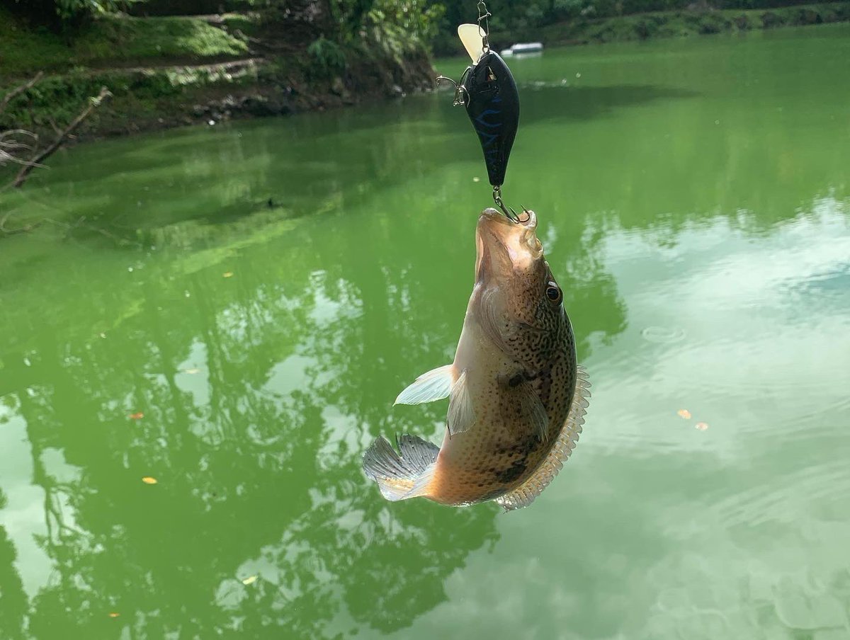 YuruKaigyo's tweet photo. またまたグアポテ🎣 https://t.co/ot0xuxWWzA