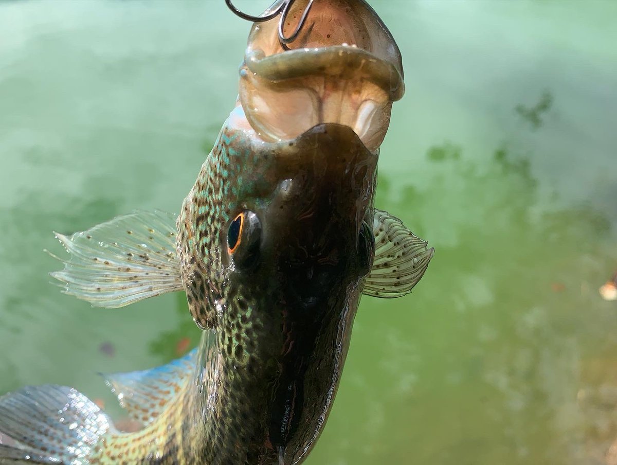 YuruKaigyo's tweet photo. またまたグアポテ🎣 https://t.co/ot0xuxWWzA