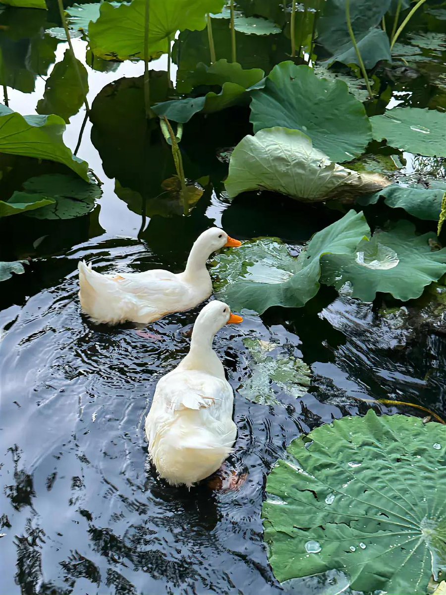 LynettaEbbzo6's tweet photo. なんでもない瞬間にふと漂う心地よさって、言葉にするほどのことじゃないし、あえて何もしないのが一番贅沢かもしれないね https://t.co/OIXiDNh1aF