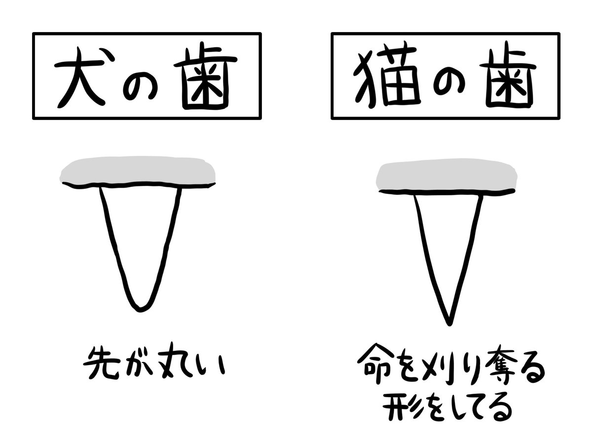 shinobuando0222's tweet photo. 犬より猫に噛まれる方が痛い事に気がついた https://t.co/3BkCbUuWUC