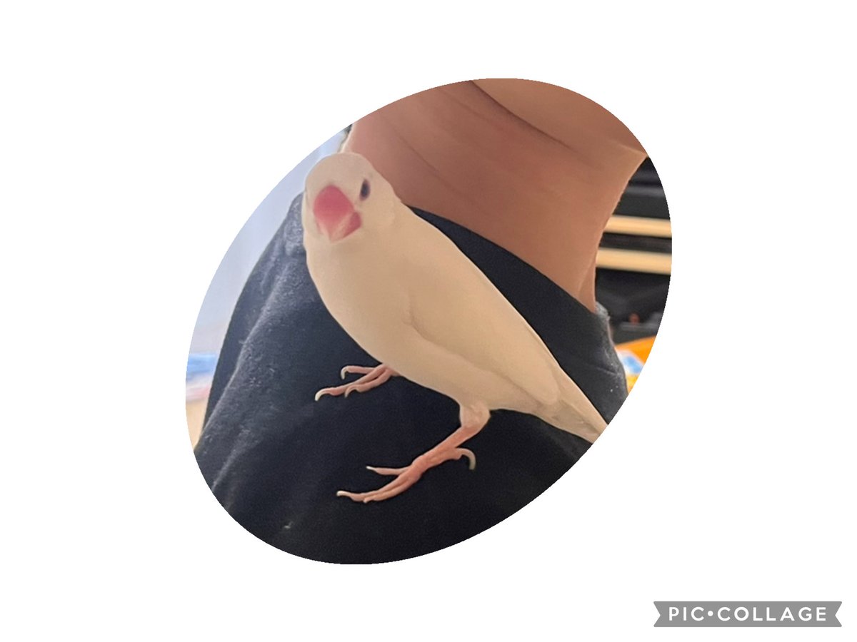 CaniBurger's tweet photo. #3goodthingstoday
1: 9/27分
家族ぐるみで遊んでいる友達の家で文鳥と戯れてきた。羽の生え替わり時期でちょっとご機嫌ななめだったけど、癒された〜😍
2: さぼってたG検定の勉強を再開した。やっぱ難すぎ
3: プランクするだけで長距離走速くなるとのことで、みんなで寝る前にプランク大会💦
#3good https://t.co/scdkB5ICFy