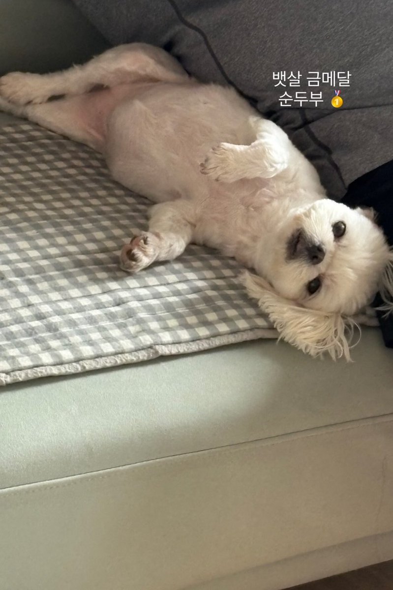 hwwweui's tweet photo. 잔디오빠 두부오빠 다 금메달 완전 ㅊㅋㅊㅋ https://t.co/hPDeOBOKUy