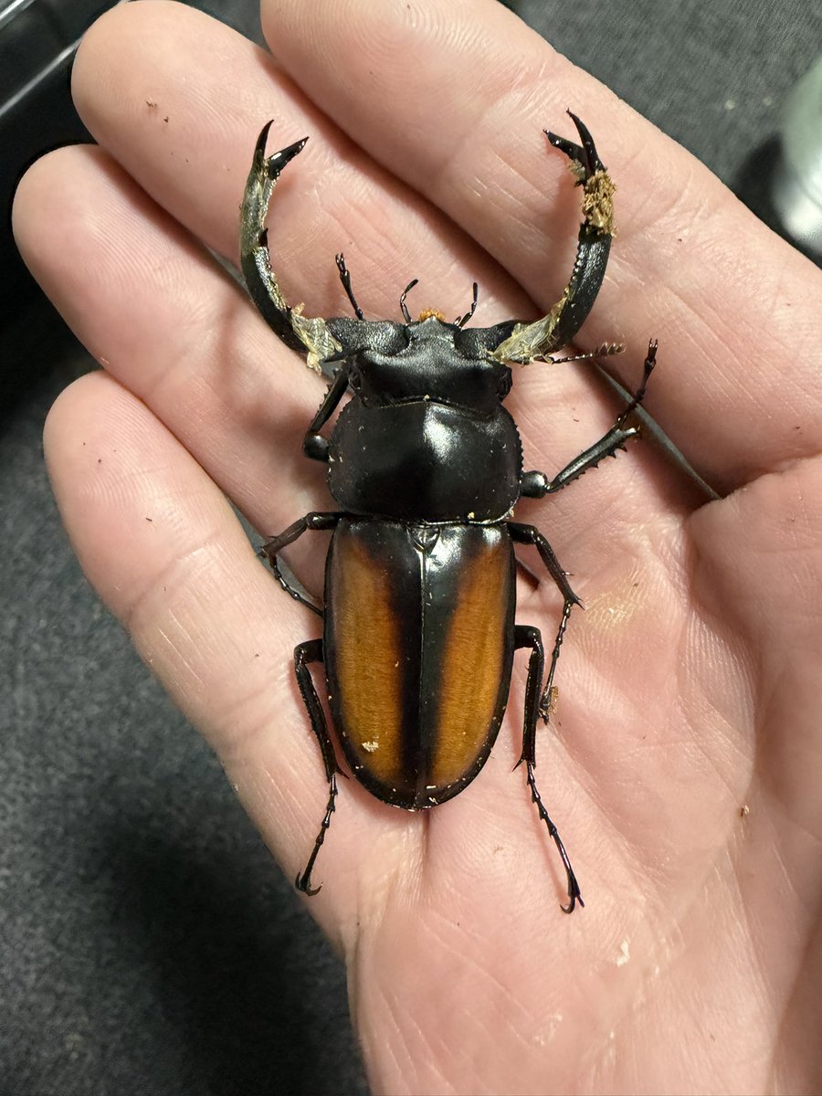 Macrocrates_64's tweet photo. カンボジアツツイシカ　WF8
1♀しか入っていないので血の入れ替えが出来ずに累代障害で本当に産まない😅
なんとか2ペア揃いましたが、今年で絶えてしまうかも
累代繋がっている人はほとんどいないだろうな… https://t.co/KnSGLbmX6e