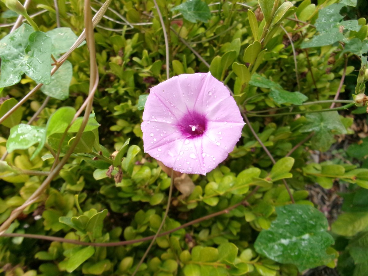 nymphsorchid's tweet photo. a gentle, rainy september morning 𖤣.𖥧.𖡼.⚘ https://t.co/vu5BVTmJPi