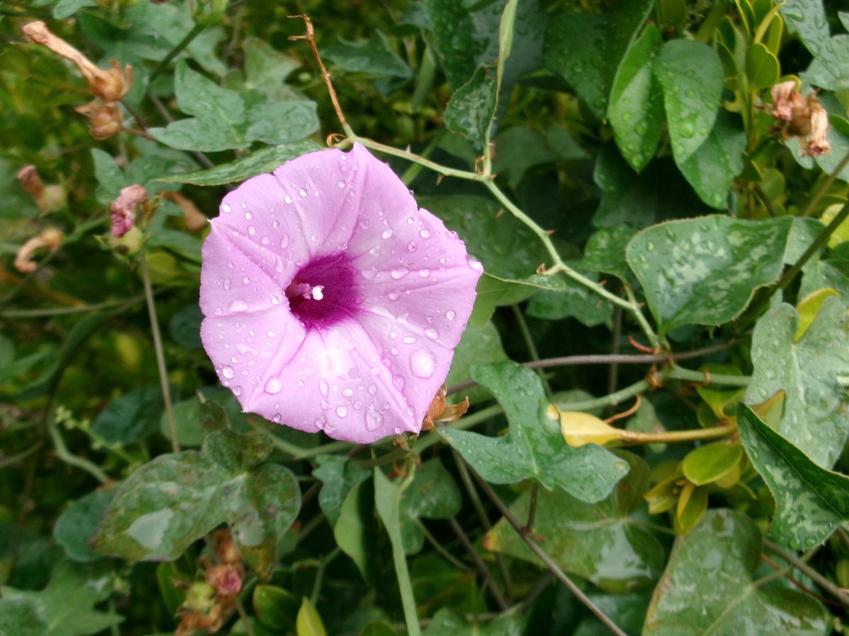 nymphsorchid's tweet photo. a gentle, rainy september morning 𖤣.𖥧.𖡼.⚘ https://t.co/vu5BVTmJPi