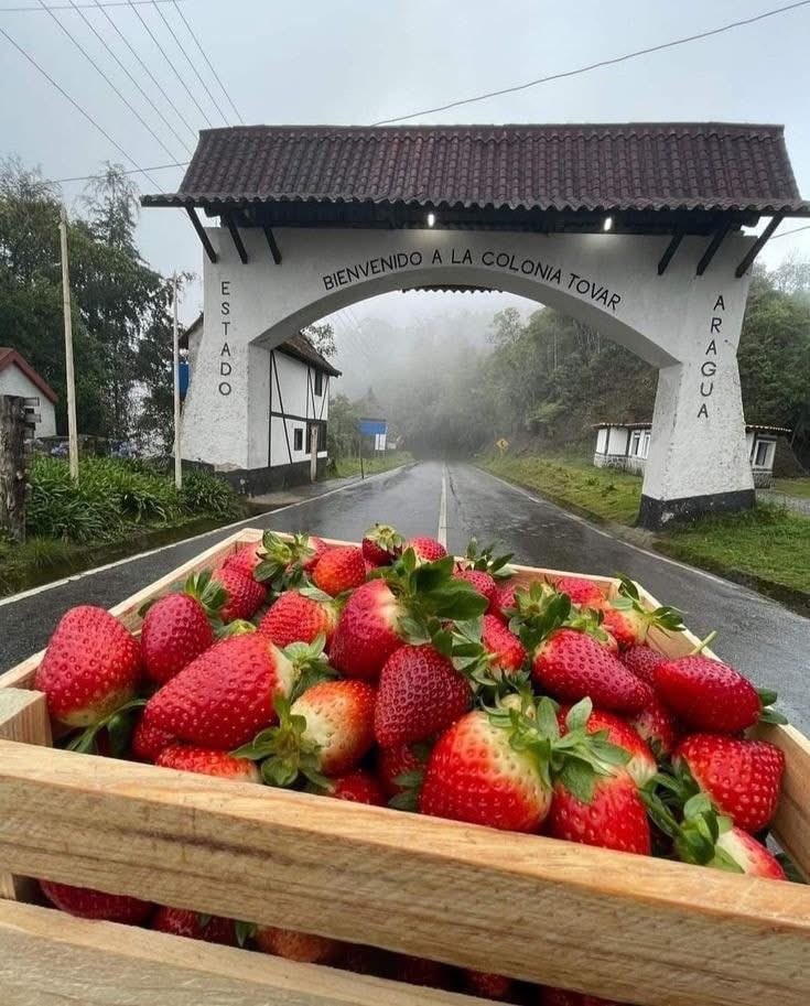 GianlucaCoccon1's tweet photo. Sabrosooooooo 
LAS FRESAS DE LA COLONIA 
🇻🇪🇻🇪🇻🇪🇻🇪🇻🇪🇻🇪🇻🇪🇻🇪🇻🇪🇻🇪🇻🇪🇻🇪
@venezuelaenfoto https://t.co/82oOchkjpX