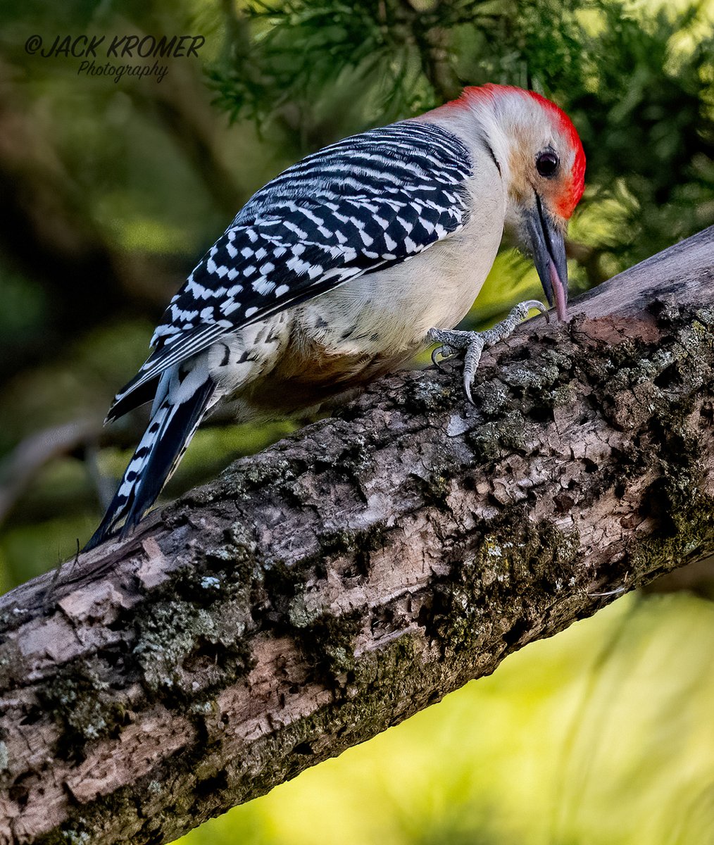 kromerpics's tweet photo. Red-bellied Woodpecker
Housenick Park
September 2026 https://t.co/InGIbWdc3y