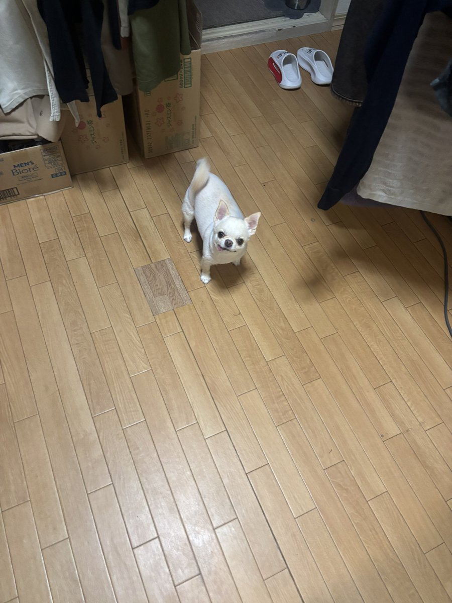_kyonP's tweet photo. うちの子絶対野生で生きていけない https://t.co/qVrgcd0CQ1