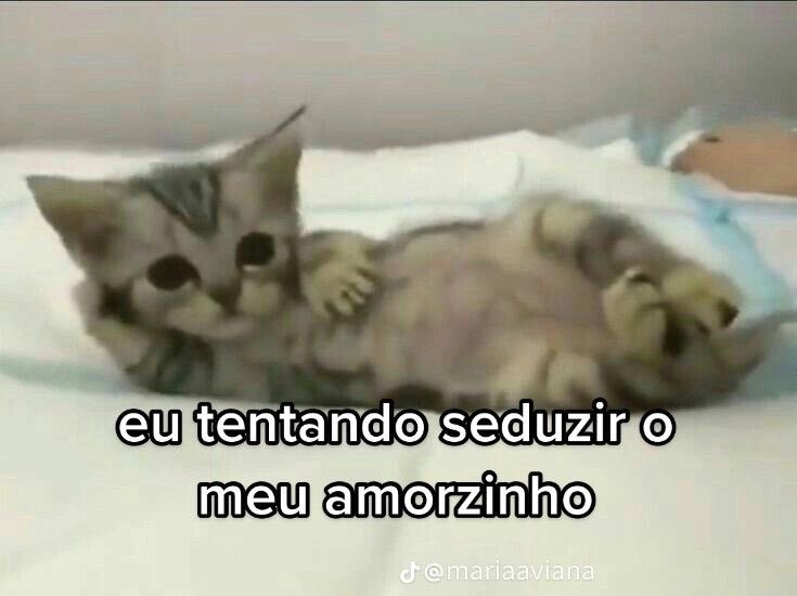 acervobichinho's tweet photo. https://t.co/xeNKOglpVJ