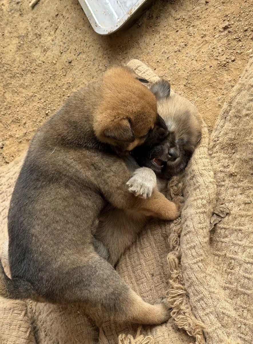 twaniimals's tweet photo. https://t.co/50q71x4xrU