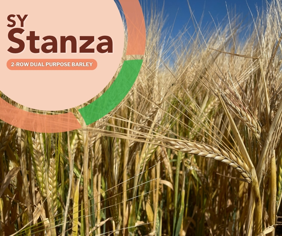 FPGenetics's tweet photo. Short, strong and built with options.

SY Stanza combines strong yield potential and superior standability with potential for malt and a solid fit for feed, giving growers more flexibility from their barley acres.

Connect with us to find out where it can fit on your operation. https://t.co/hU3mCpZp4R