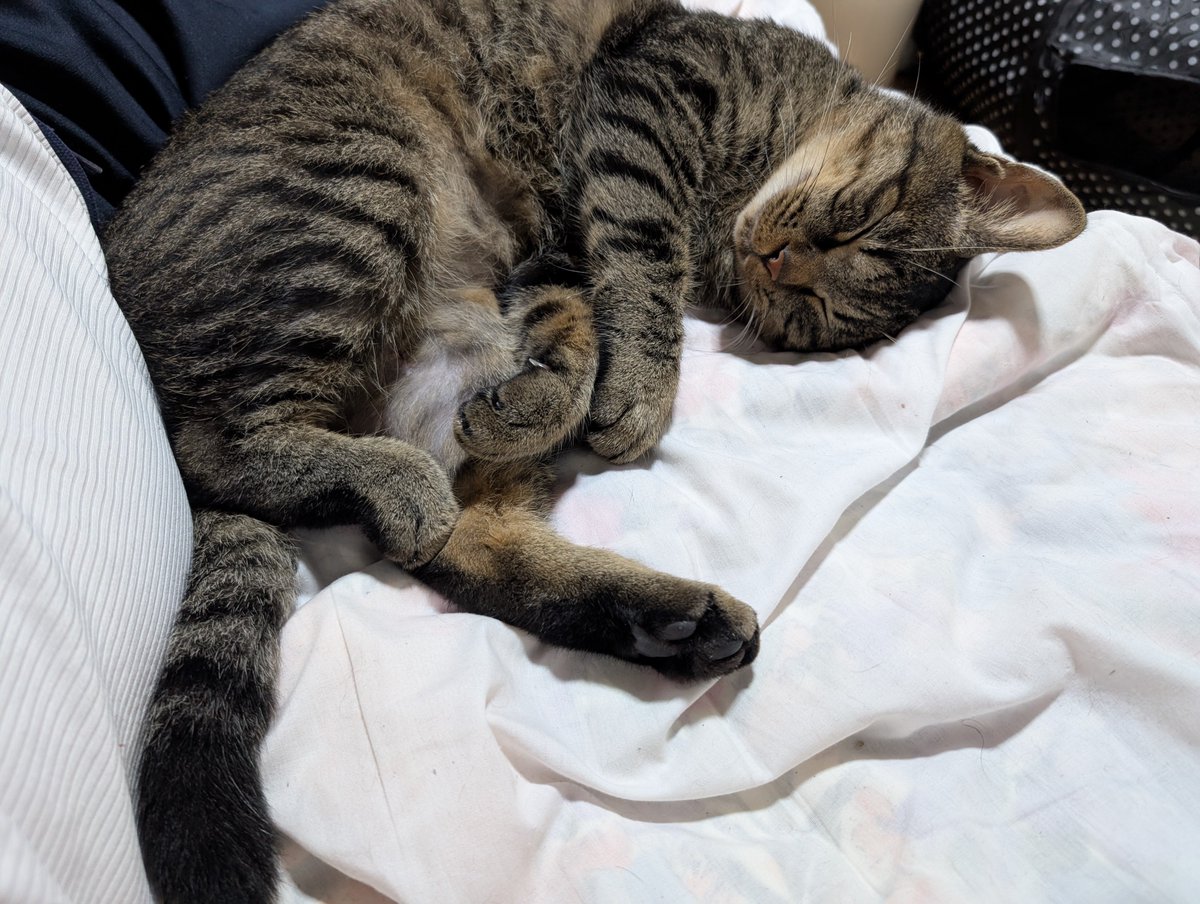 ohhowz's tweet photo. しまじろう、おやすみ😪

#キジトラ　　#春乃しまじろう
#猫好きさんと繋がりたい https://t.co/Wqy80sQTgz