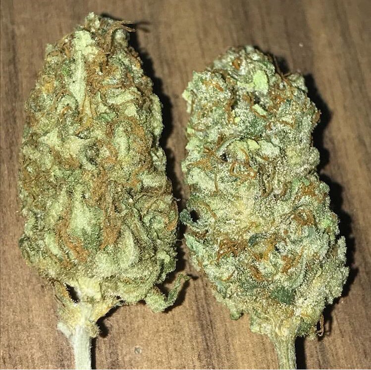 Kleinmarelkcif's tweet photo. 🌿 livraison rapide dans tous les coins DM moi pour commander 🇨🇵
Pour la Team France

 ☎️👉https://t.co/QYLOoZOkqW

WEED BEUH En Livraison sur commande

#poupettekenza
#NANTES 
LORIENT 
#BORDEAUX
#weed
#Shit
Cocaïne
#TOULOUSE https://t.co/9ZdoNo9d8w