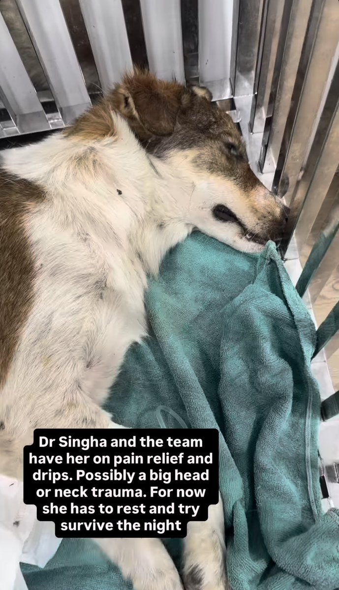 sheila17_xo's tweet photo. Thank God you saw her on the side of the road, or she would probably have died all alone. It is painful to see a dog suffering, but I am glad she is now under your care. It seems she has less reaction in her left legs than the right ones. I hope she didn’t get poisoned. Maybe got hit by a car or passing bike. Praying for a recovery 🙏❤️🐾✨
@NiallHarbison
