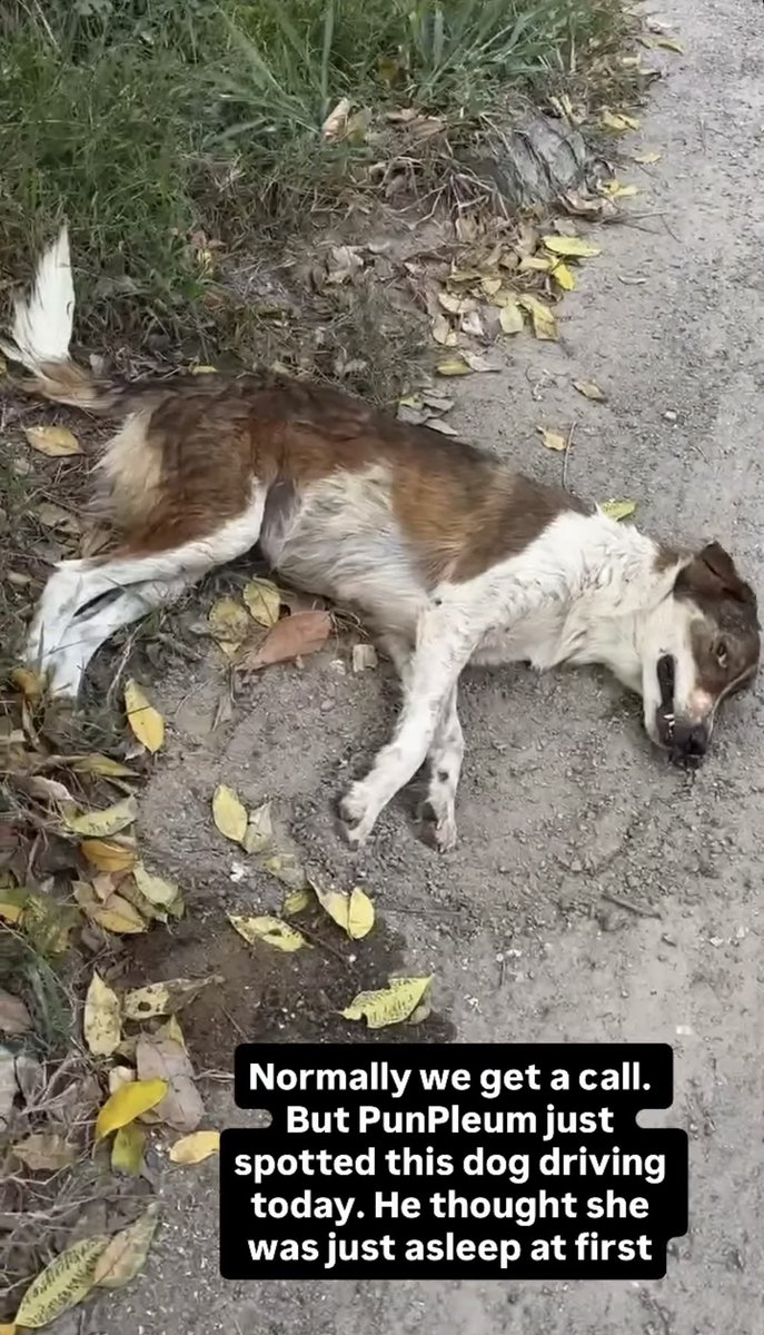 sheila17_xo's tweet photo. Thank God you saw her on the side of the road, or she would probably have died all alone. It is painful to see a dog suffering, but I am glad she is now under your care. It seems she has less reaction in her left legs than the right ones. I hope she didn’t get poisoned. Maybe got hit by a car or passing bike. Praying for a recovery 🙏❤️🐾✨
@NiallHarbison