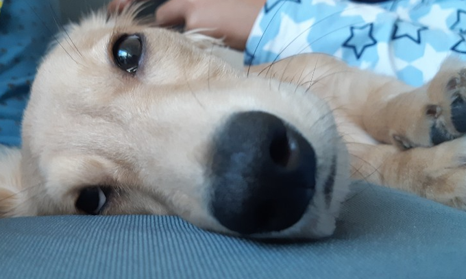 A close-up of a sleeping dog with its head resting on a blue surface, showing a wet black nose and relaxed expression.