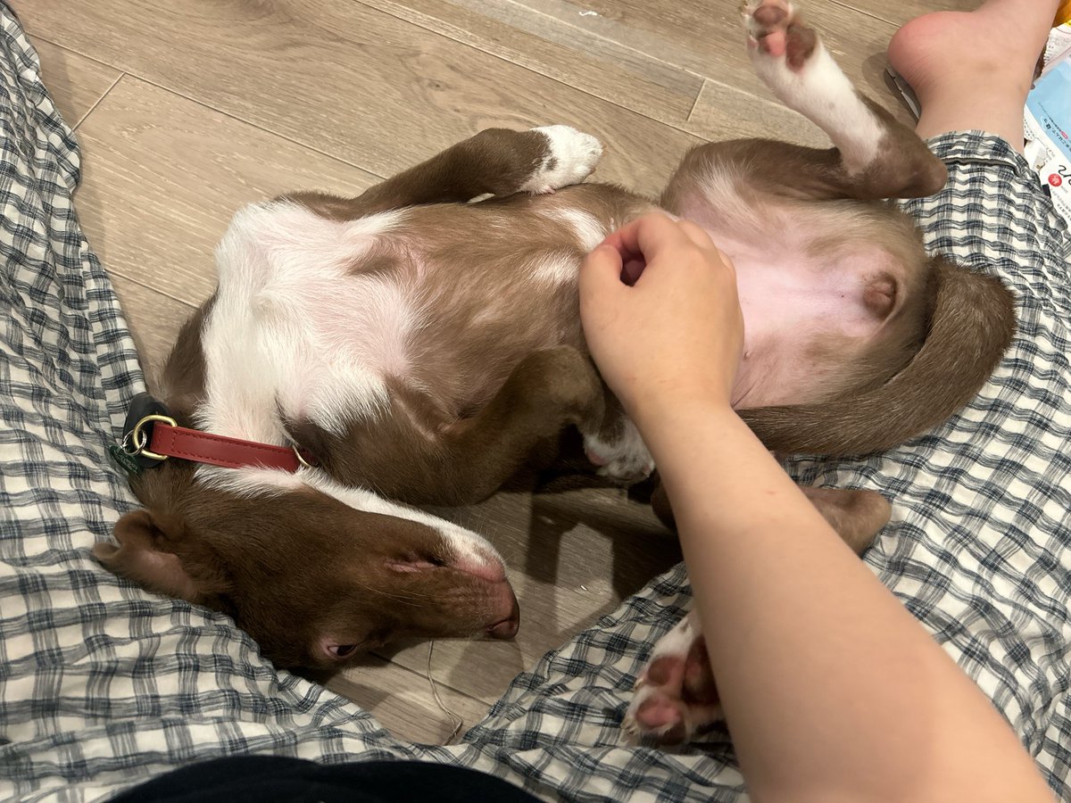 inunoRachel's tweet photo. 本当に可愛い 飼い主をさっきまで齧っていた子犬 https://t.co/Y1nY5sZpIZ