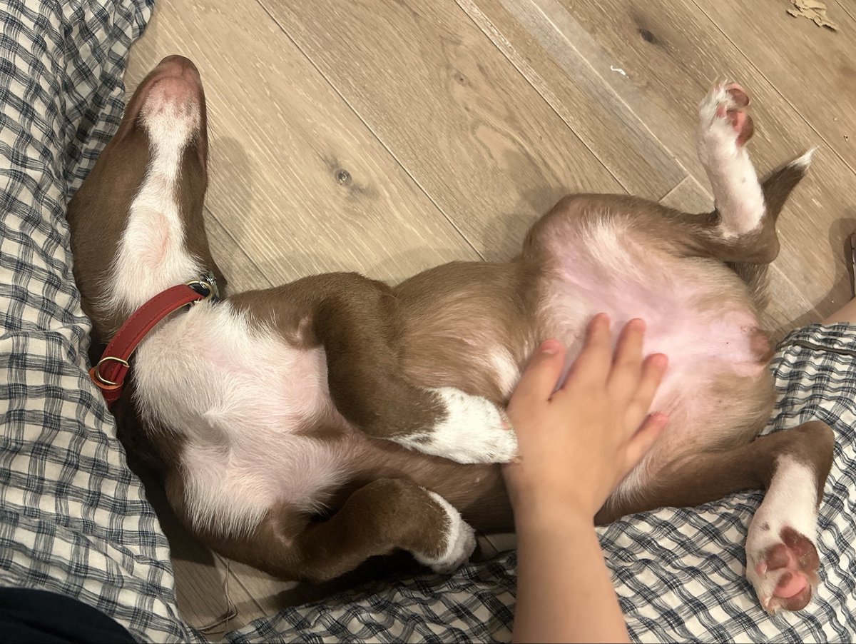 inunoRachel's tweet photo. 本当に可愛い 飼い主をさっきまで齧っていた子犬 https://t.co/Y1nY5sZpIZ