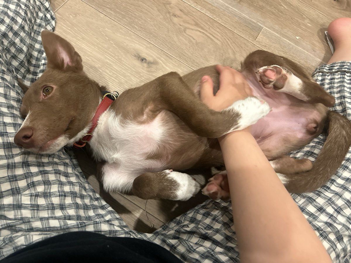 inunoRachel's tweet photo. 本当に可愛い 飼い主をさっきまで齧っていた子犬 https://t.co/Y1nY5sZpIZ