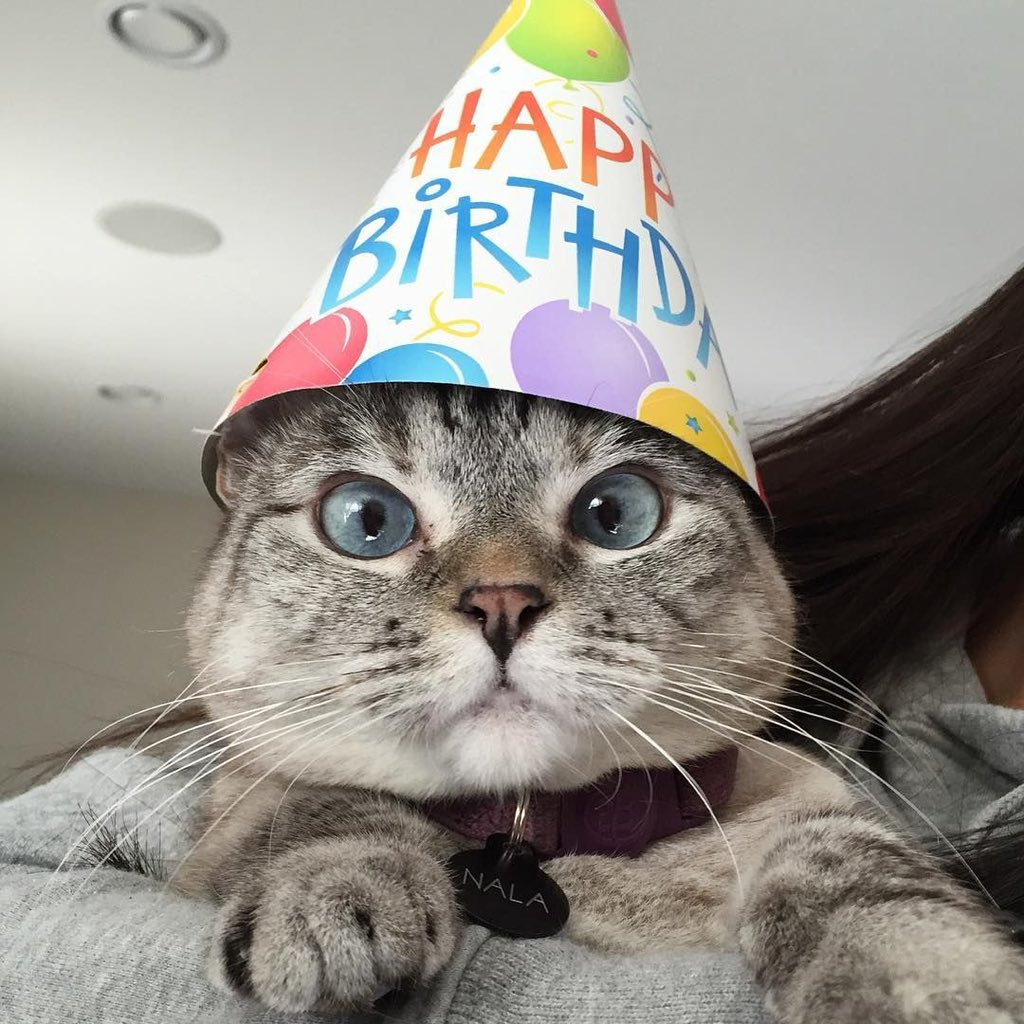steadiman's tweet photo. It’s my birthday! Come get your cake friends 🥳 https://t.co/4r1Z24BuJU