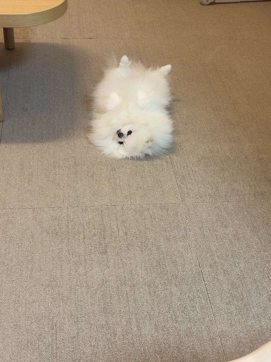 tiisaiwataame's tweet photo. あざらしが落ちてる https://t.co/z7XH4vOOtd