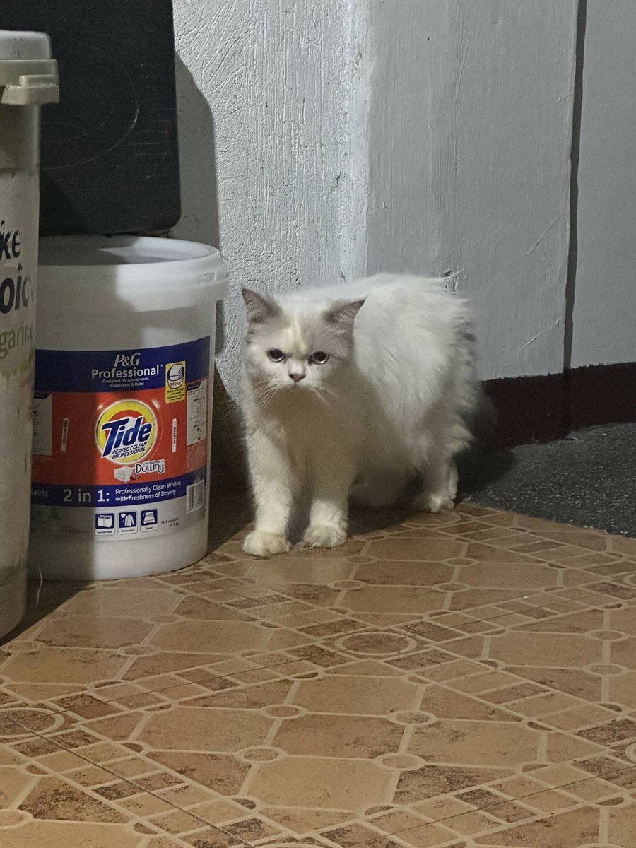 fishbilet's tweet photo. mga alaga nyu panget akin cute ��😝😝 https://t.co/hov8HSkAop